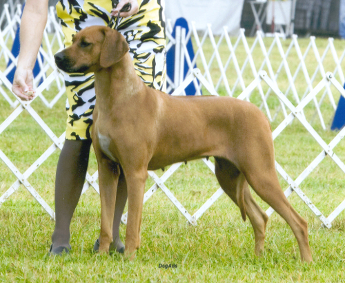 Our top winning female Rhodesian Ridgeback